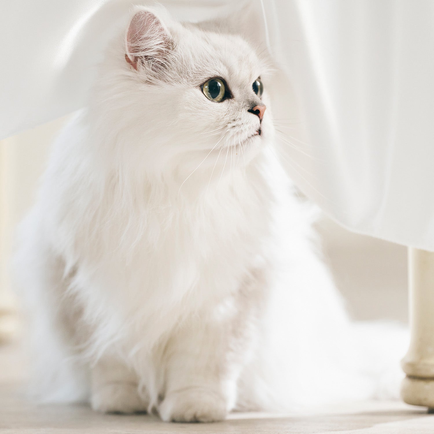 ミルク モイストヴェール シャンプー<無香料> 450ml