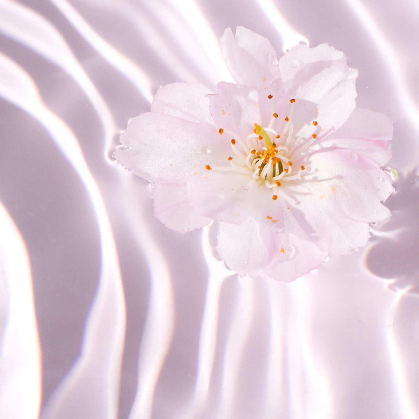 【12月22日12時発売】ロウレンス　シャイニングスルーヘアオイル　マベルフルール　スリジエ（スムースタイプ）　60mL