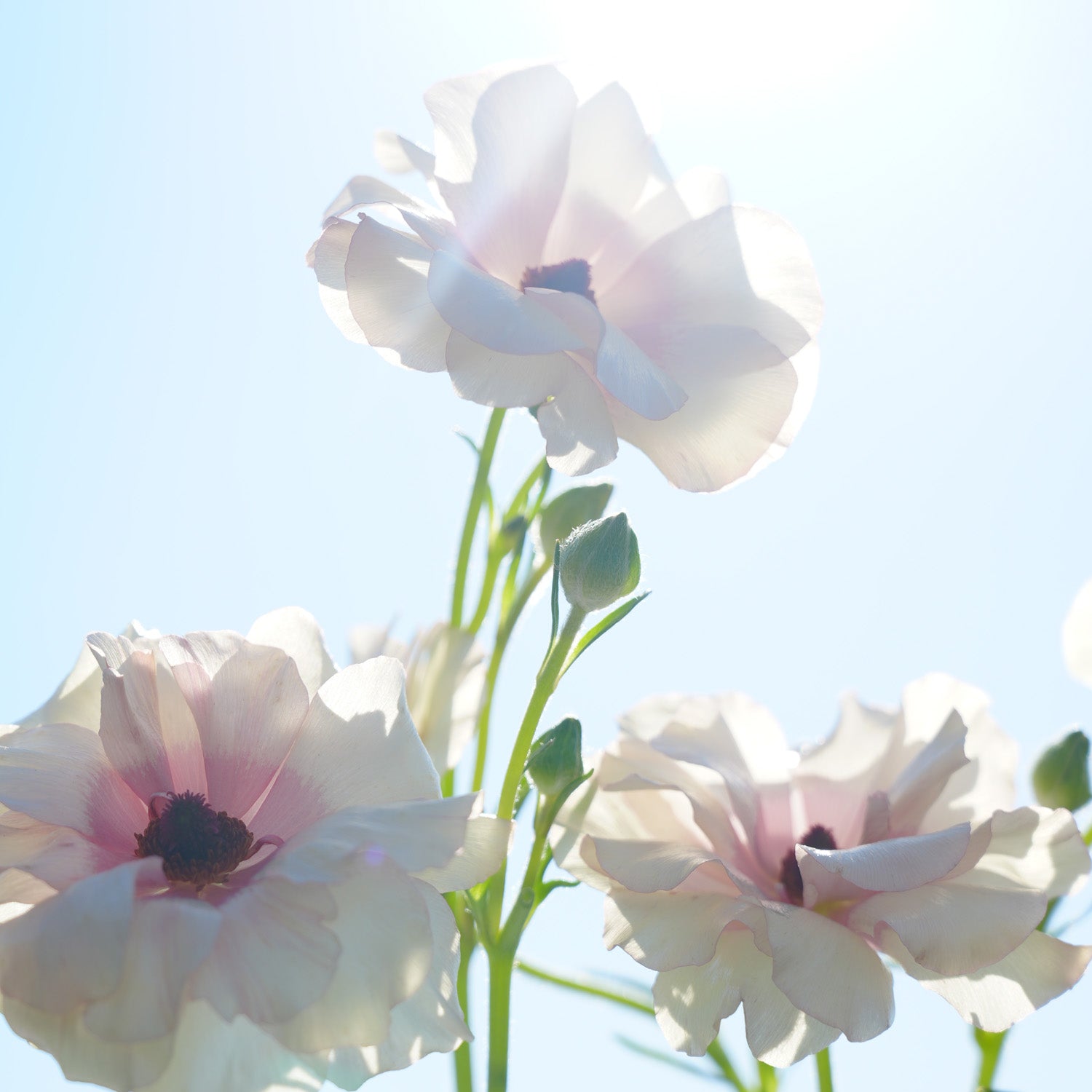 【4月20日12時発売】オハナ・マハロ　フレグランス　クールボディミスト〈ハリーア　ノヘア〉 ［ローション］80mL